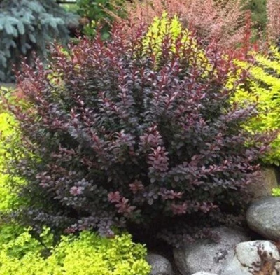  Dart's Purple