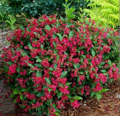  All summer red