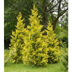  Golden Brabant
